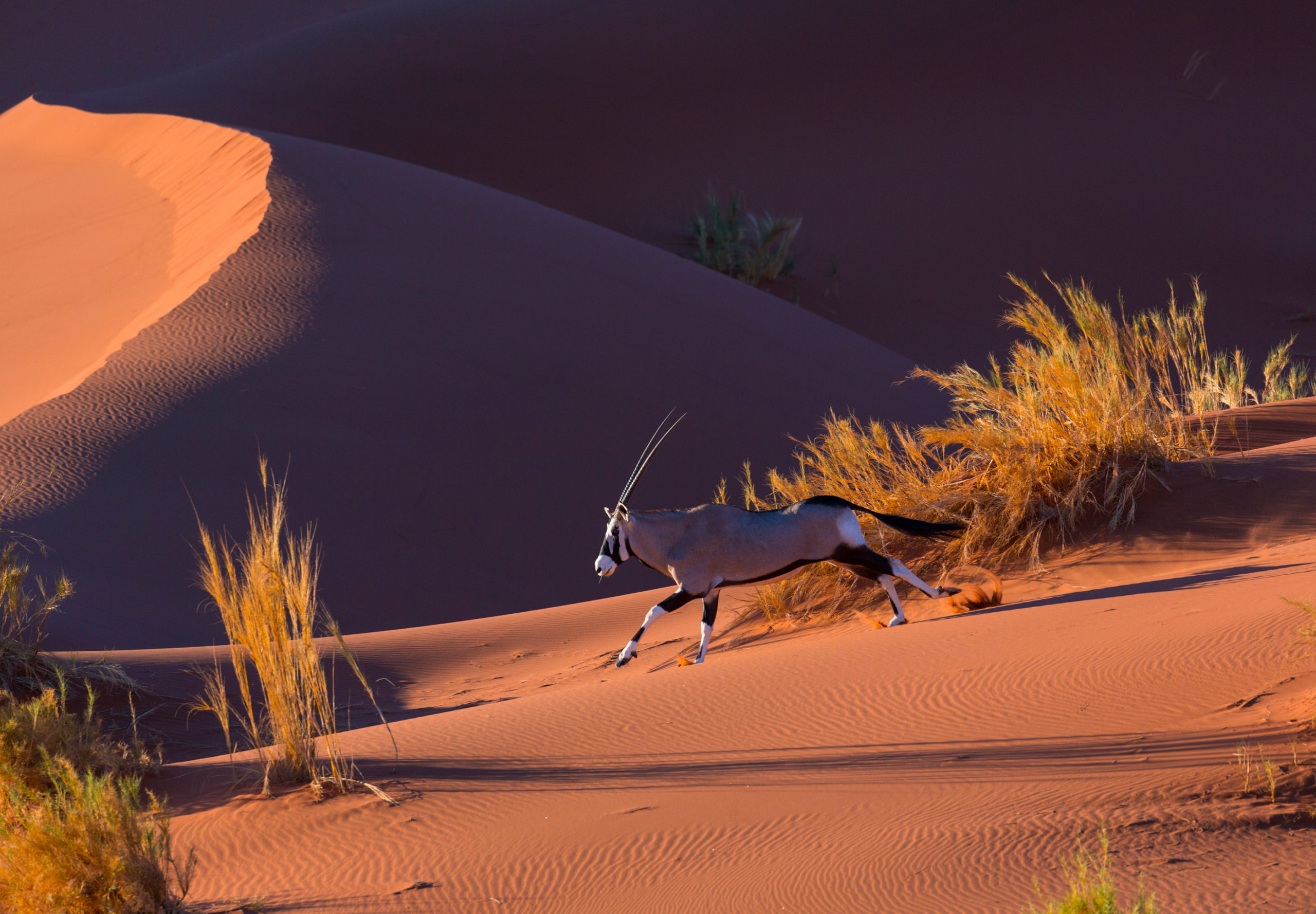 An oryx running across a red sand dune