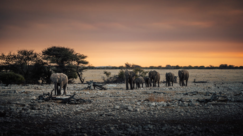 A herd of elephant walking across a rocky plain at dusk
