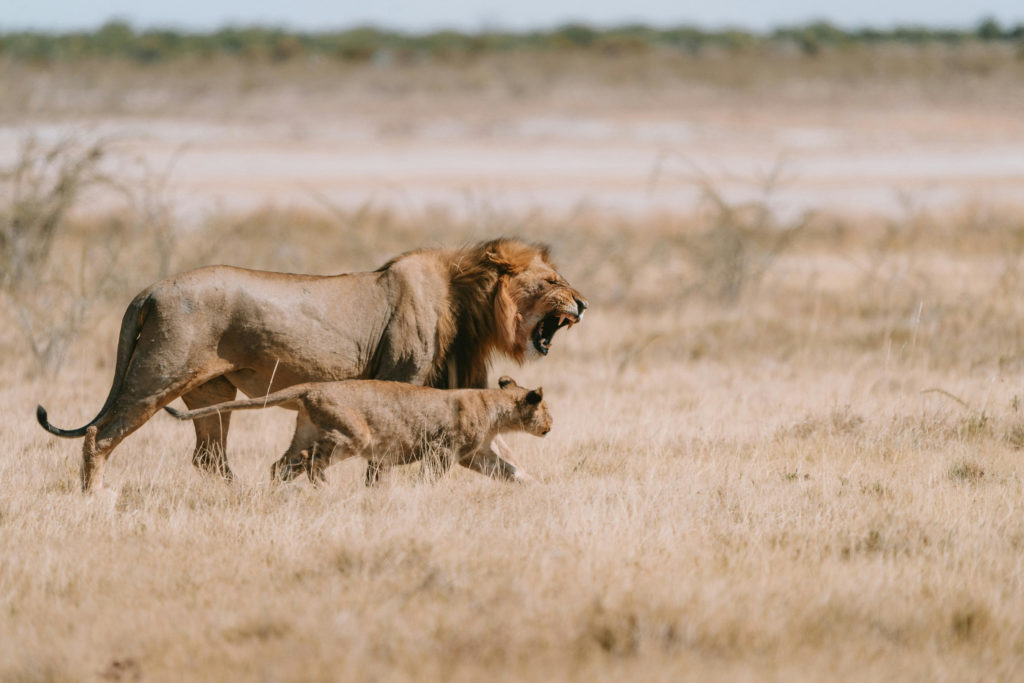 A roaring lion walking beside a lioness through dry grassland