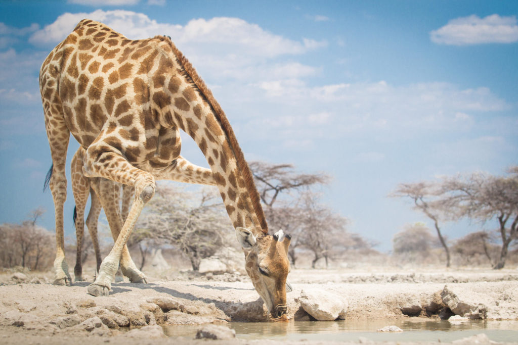 A giraffe bending down to drink at a waterhole, with a calf behind