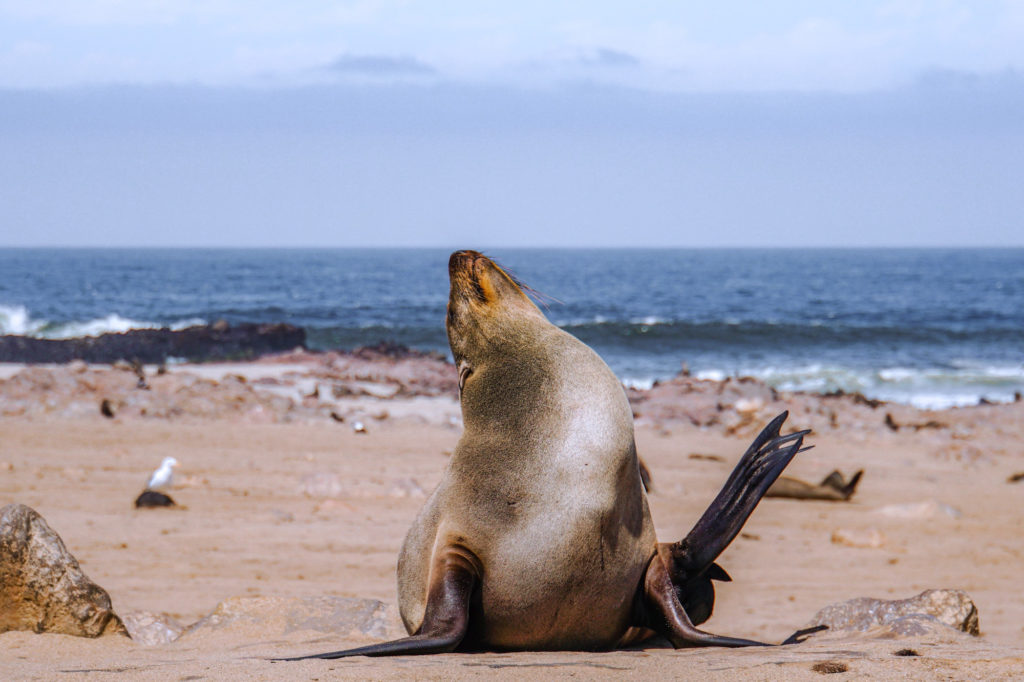 A Cape fur seal on a beach, seals and birds gathered behind