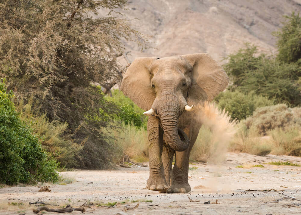 A desert-adapted elephant walking through a dry riverbed lined with green vegetation
