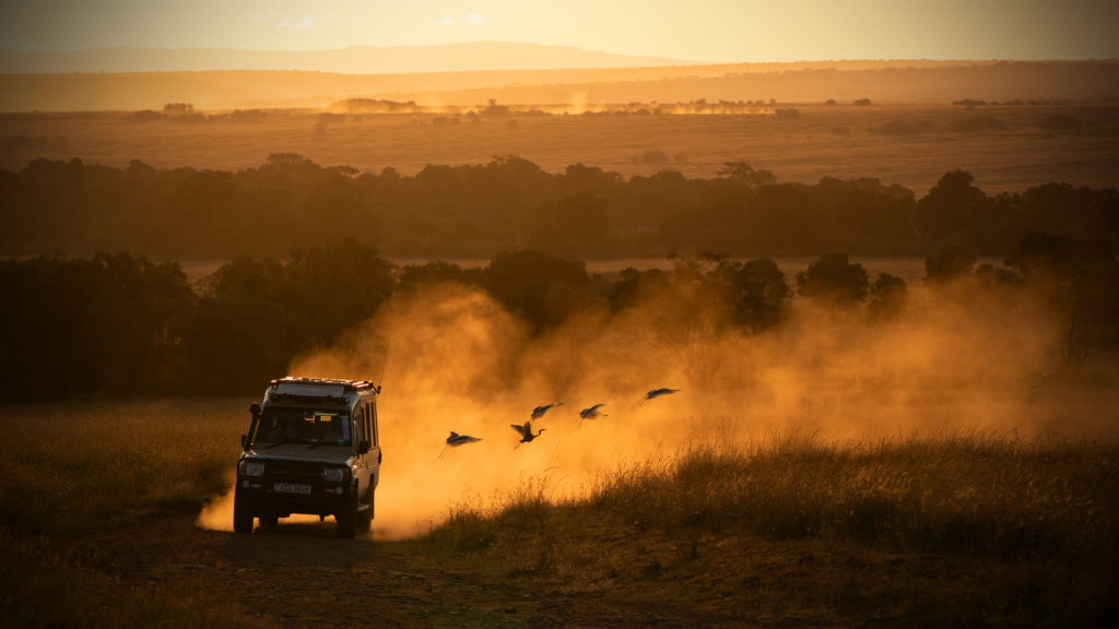Four-wheel drive raising a cloud of golden dust at sunset as herons take flight from the grass, with woodland and plains beyond.