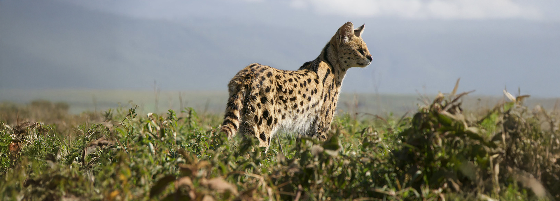 Serval in the Ngorongoro Crater, seen on a Tanzania safari