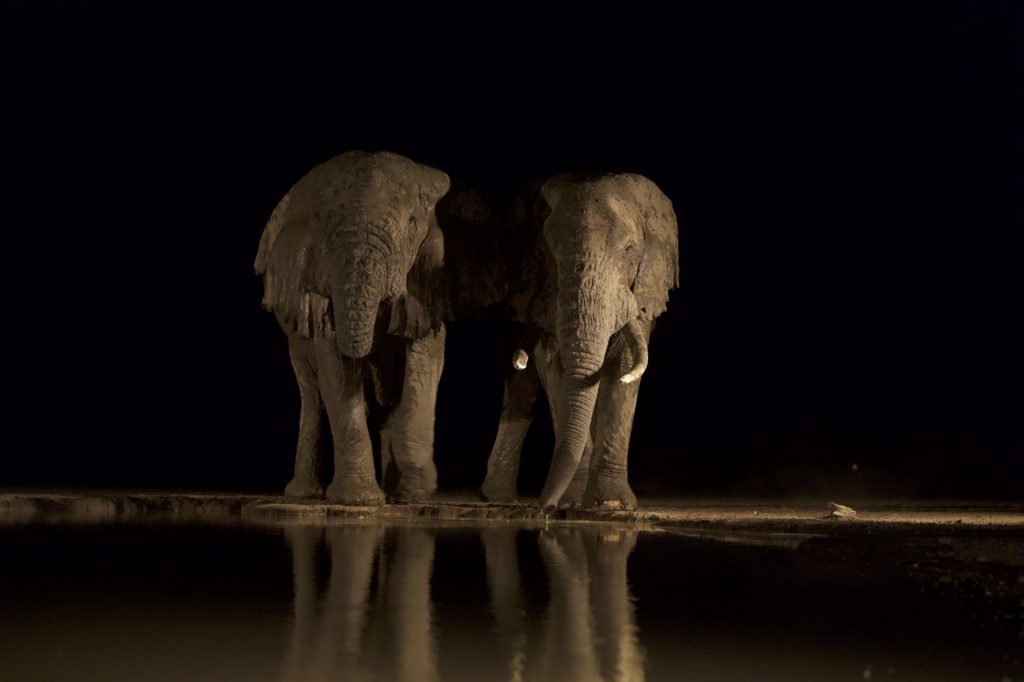 Two mud-coated elephants drink at a floodlit waterhole at night, seen at water level from the hide at Shompole Wilderness.