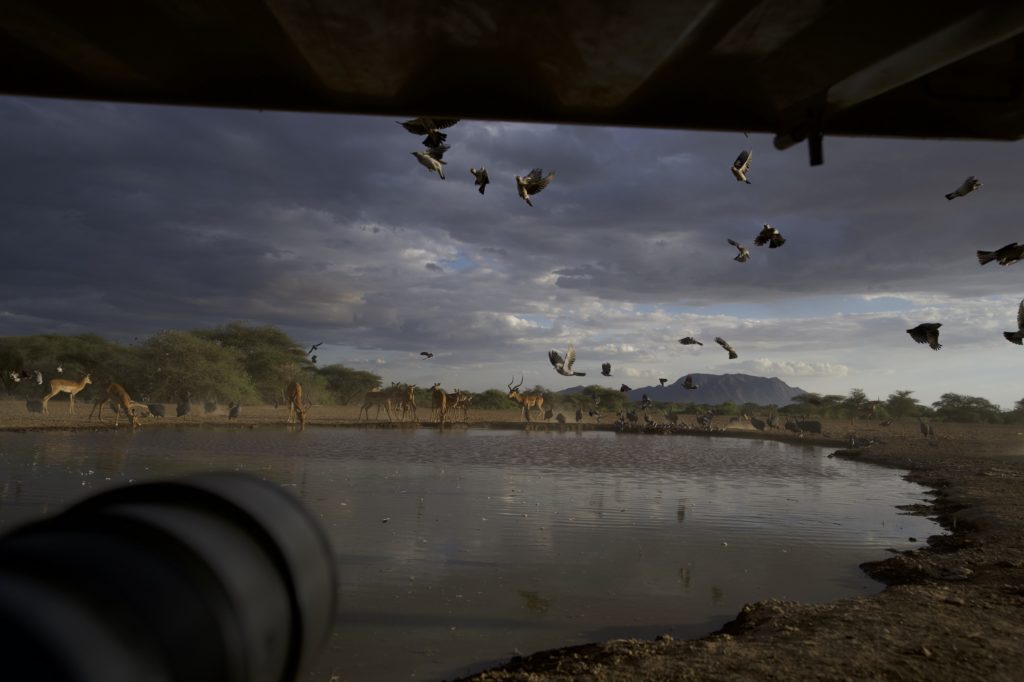 Impala and helmeted guineafowl at a waterhole beneath storm clouds as birds scatter, seen from the hide past a camera lens.