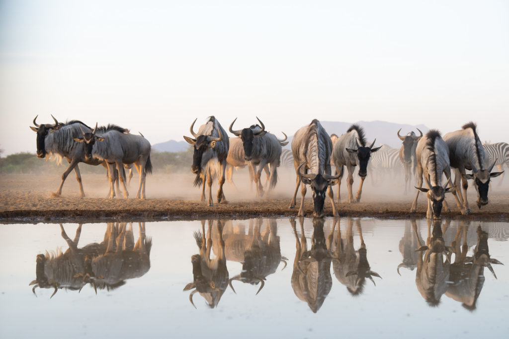 Wildebeest and zebra kick up dust as they come to drink at a waterhole, their reflections mirrored in still water in soft low light.