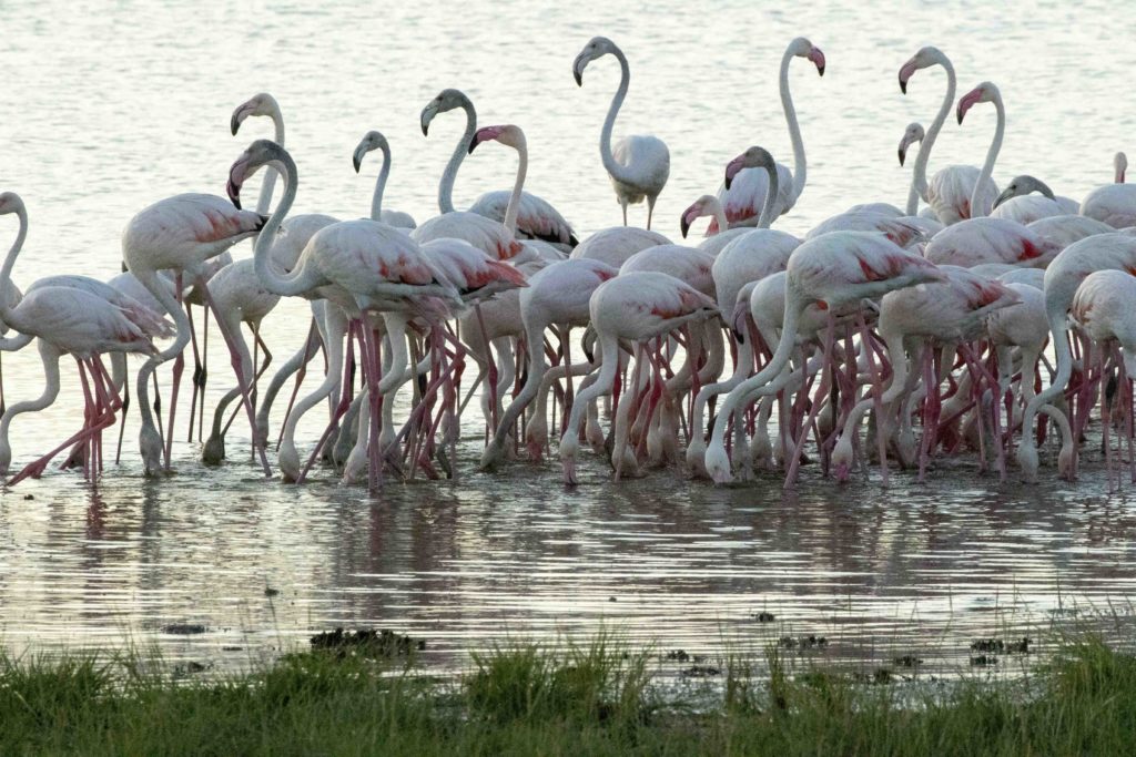 A flock of greater flamingos wades and feeds in shallow water, their pink-washed wings catching soft evening light.