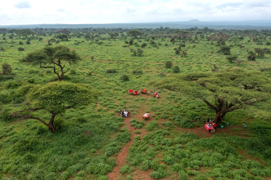Aerial view of a bush breakfast set under acacia trees in green Tawi Conservancy grassland, with saddled camels resting nearby.