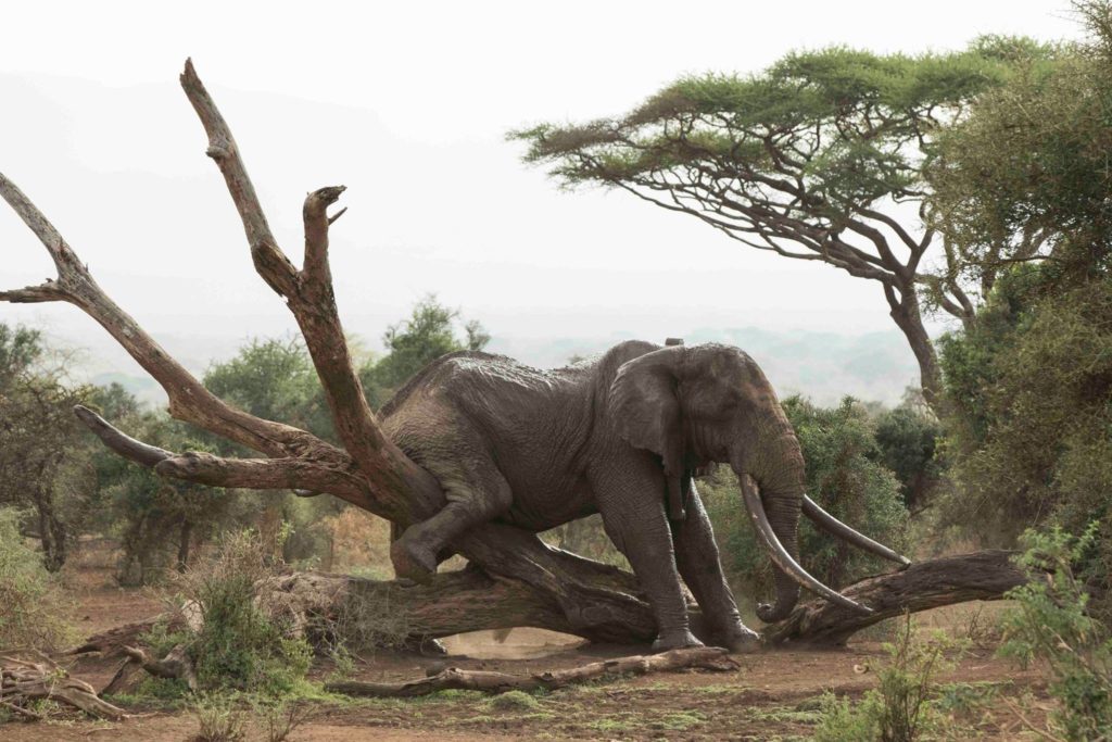 A large-tusked elephant scratches against a fallen dead tree in acacia woodland in Kenya's Amboseli region.