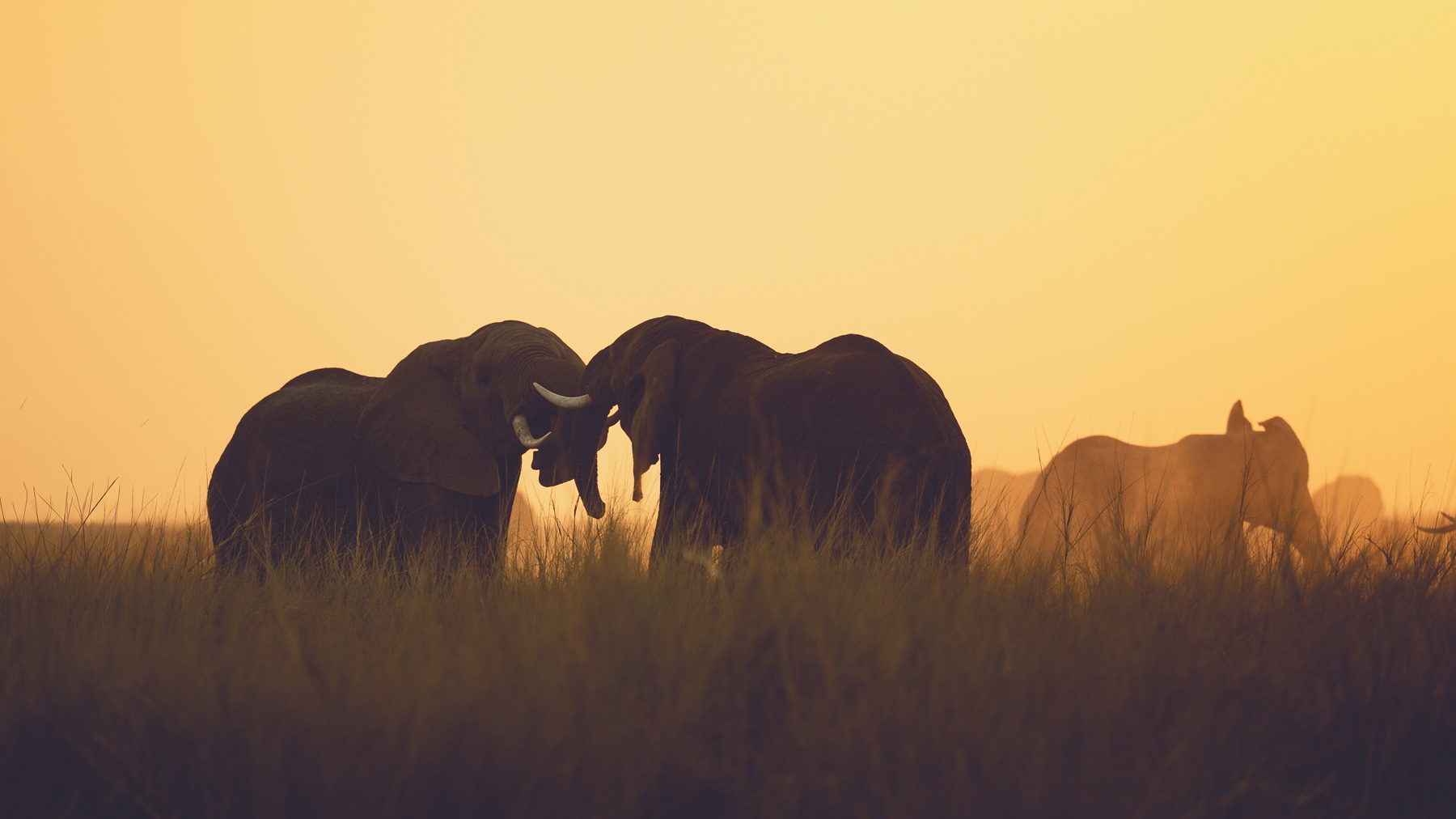 Two elephants silhouetted at sunset in tall grass, trunks intertwined, as more of the herd moves through golden dust behind.