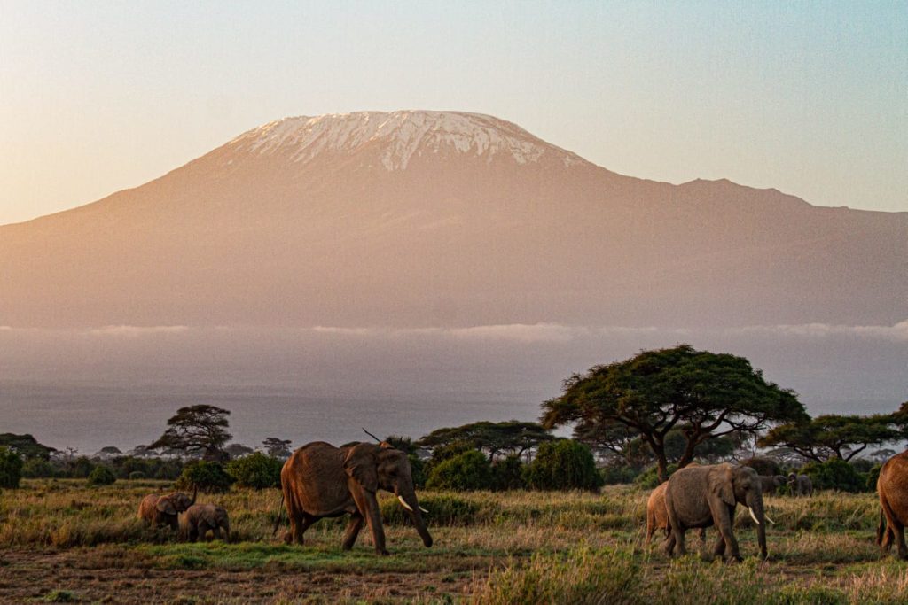 A herd of elephants with calves crosses grassland below snow-capped Mount Kilimanjaro in soft early light, Amboseli, Kenya.