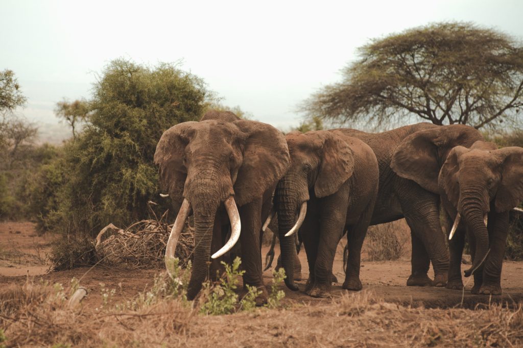 A small herd of elephants, led by one with long curved tusks, stands at a dry waterhole among acacias in Kenya's Amboseli region.