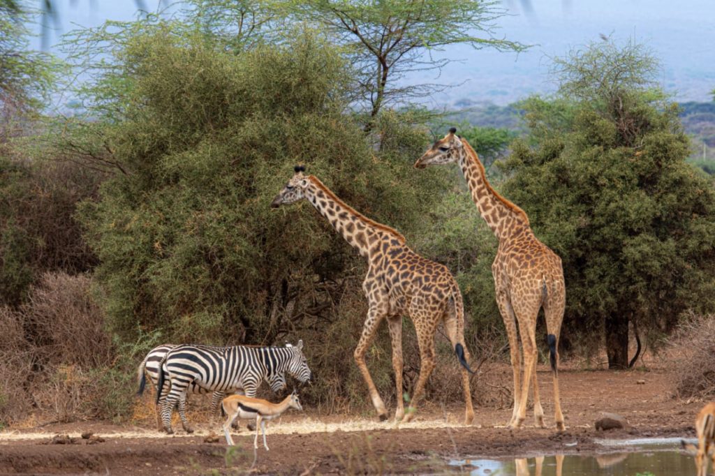 Two Maasai giraffes, plains zebras and a Thomson's gazelle gather at a waterhole fringed by acacia bush near Tawi Lodge.