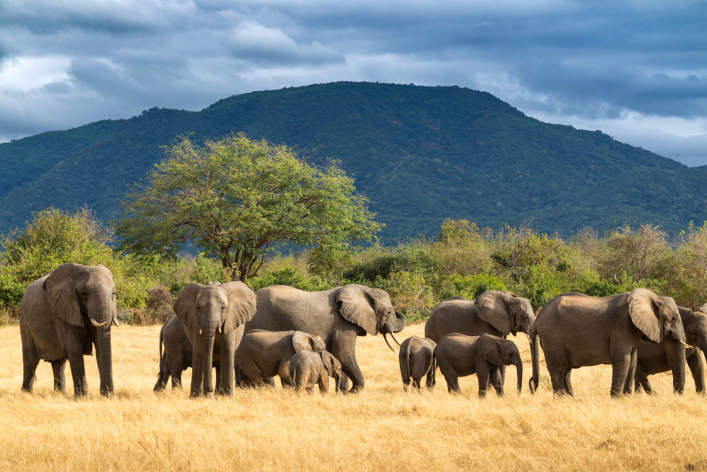 A herd of elephants, including several calves, grazes on golden grass beneath a mountain backdrop.