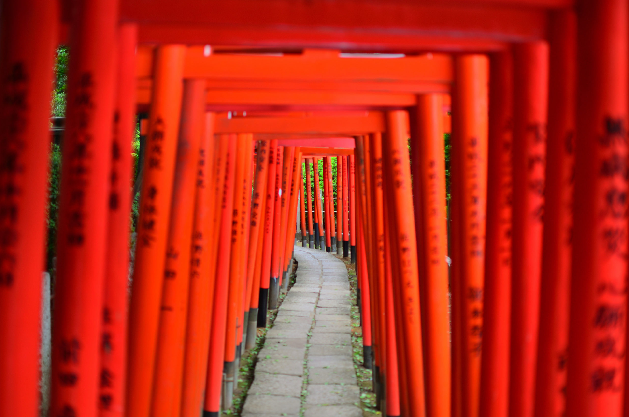 A paved path curves through a tunnel of closely set vermilion torii gates, with green leaves glimpsed between the posts.