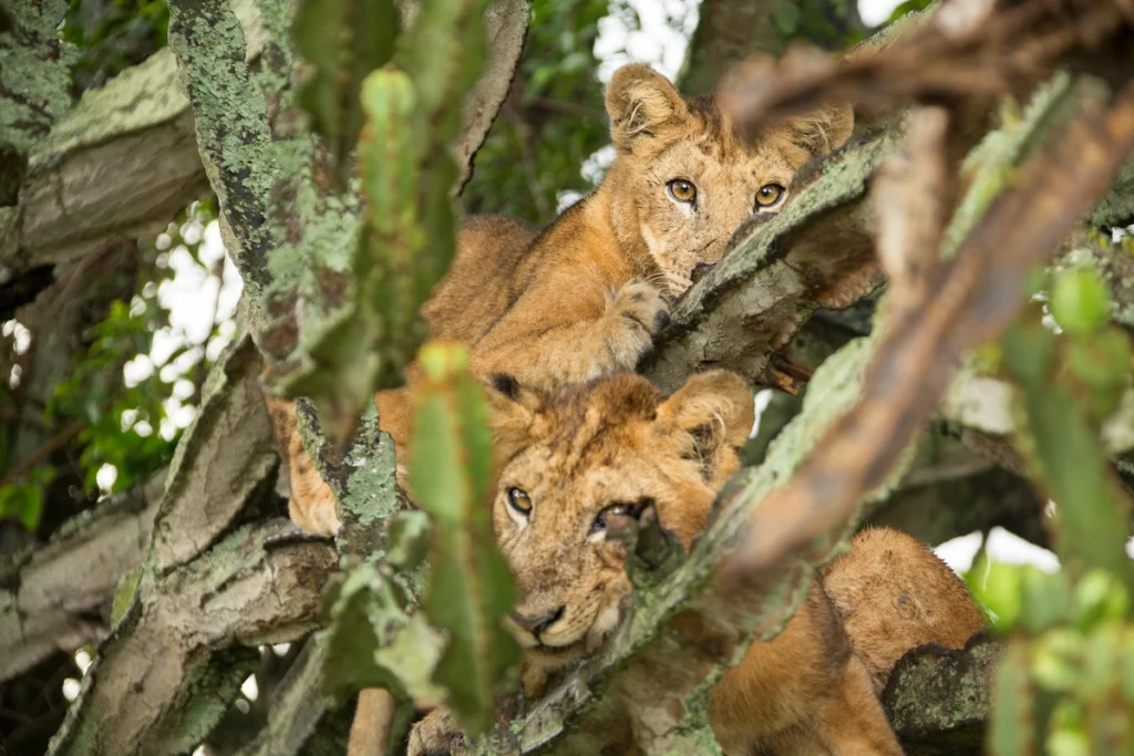 Two young tree-climbing lions resting in the branches of a candelabra tree in Queen Elizabeth National Park, Uganda
