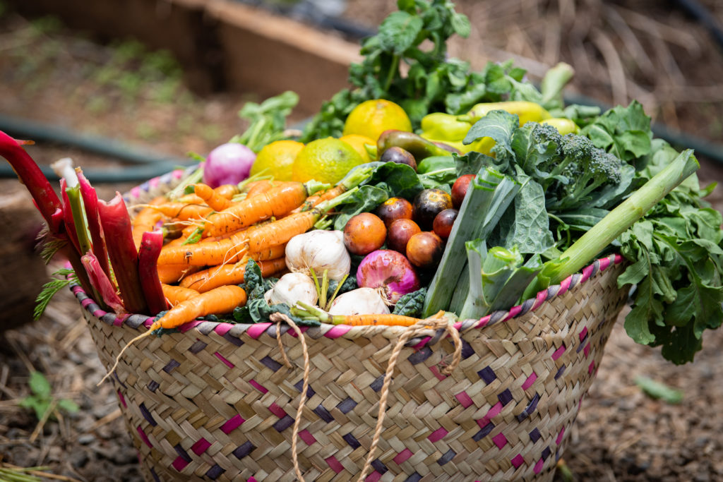 Woven basket piled with carrots, rhubarb, garlic, red onions, tomatoes, lemons and greens beside a raised vegetable bed.