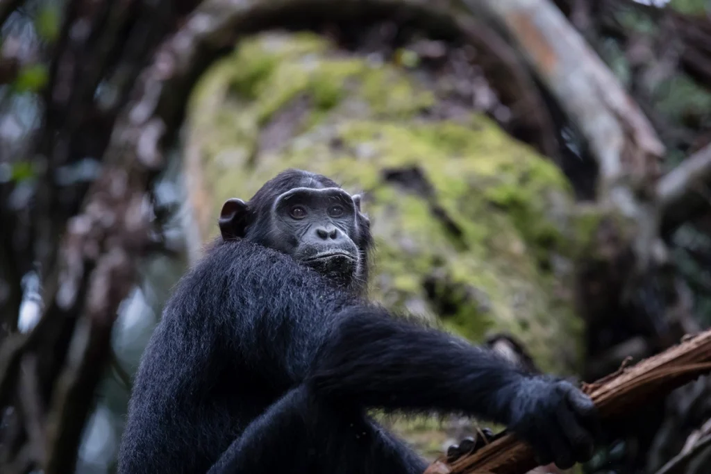 Chimpanzee perched on a branch in Kyambura Gorge, Queen Elizabeth National Park, Uganda