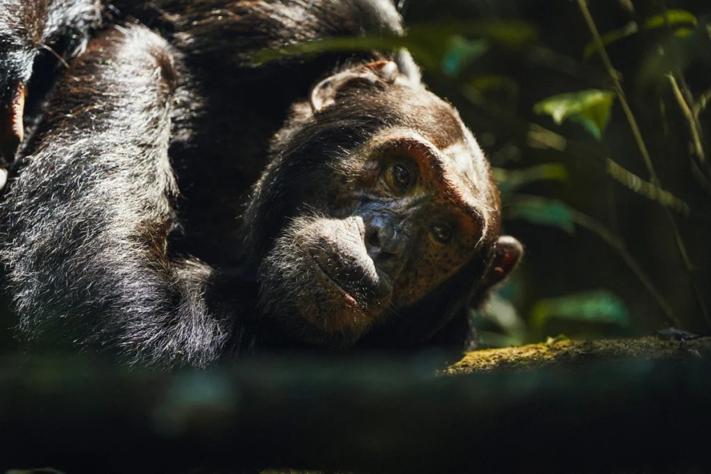 Close-up of a chimpanzee resting its head on a branch in dappled light, Kibale Forest, Uganda