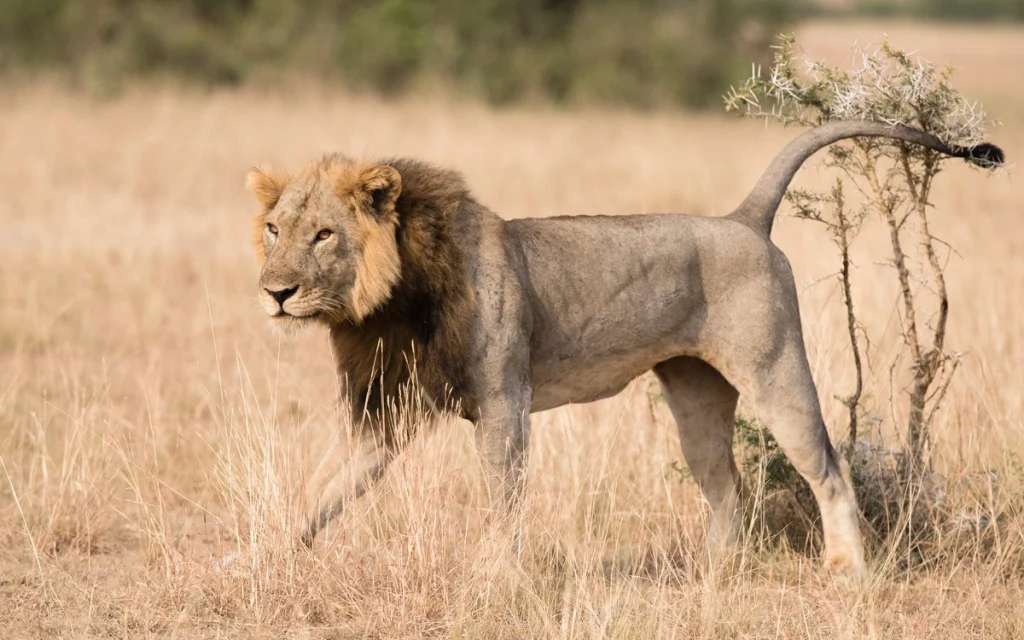 Male lion striding through golden grass in Queen Elizabeth National Park, Uganda