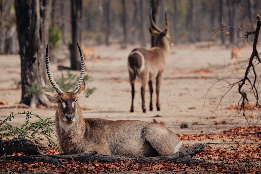 Animals in the wild - Waterbucks in Liwonde national park, Malawi
