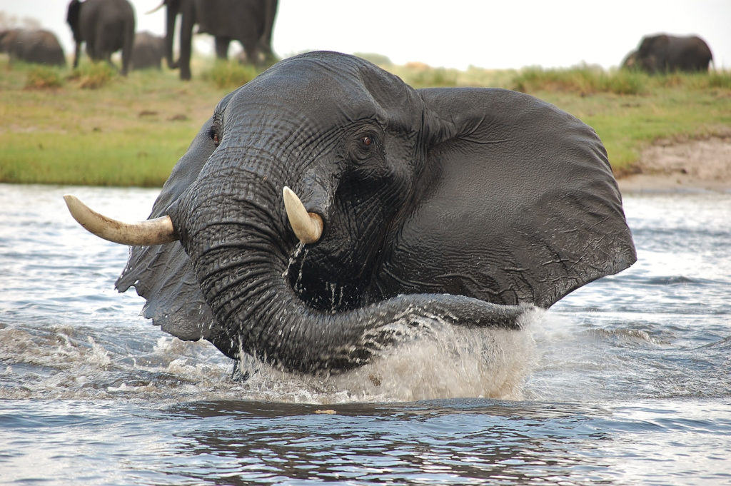 A tusked bull elephant bathes in the Chobe River, water streaming from its face, with a herd of elephants grazing on the floodplain bank behind.