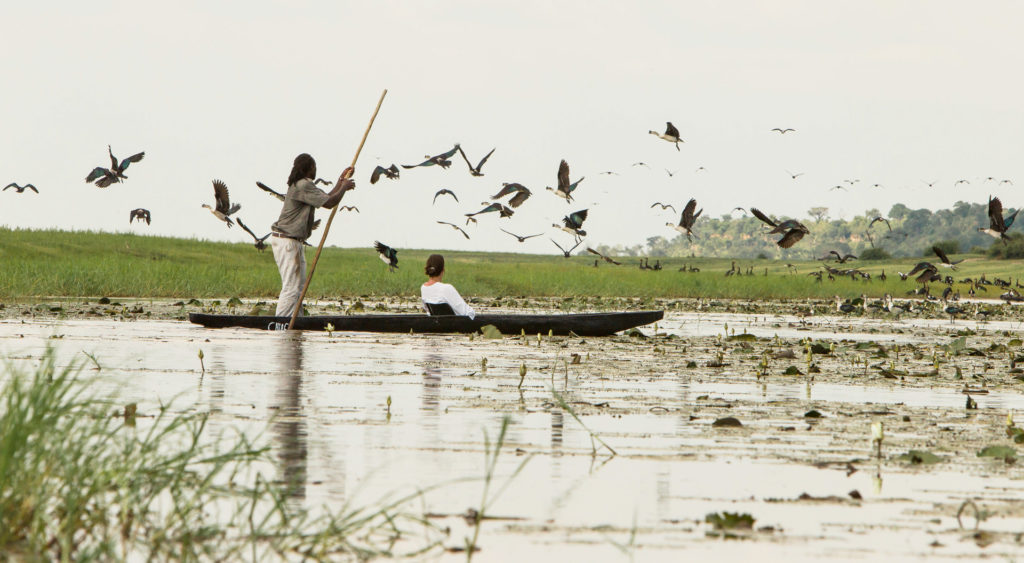 A guide poles a mokoro through the flooded Chobe floodplains as a flock of birds rises into a pale sky above lily-covered waters.