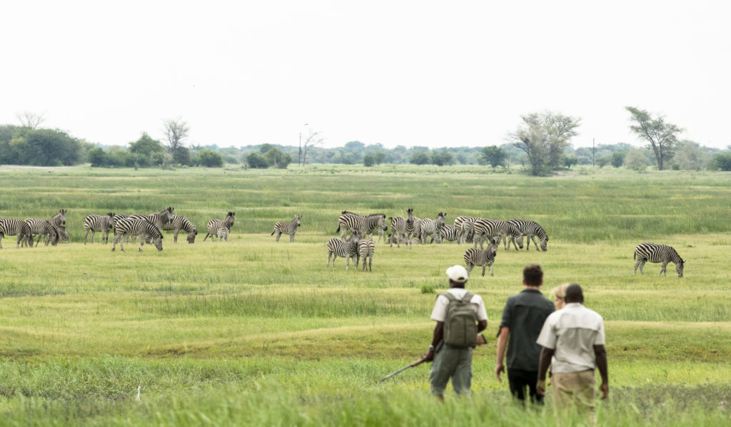 A guided walking safari at Muchenje crosses an open green floodplain towards a large herd of zebra stretching across the horizon.