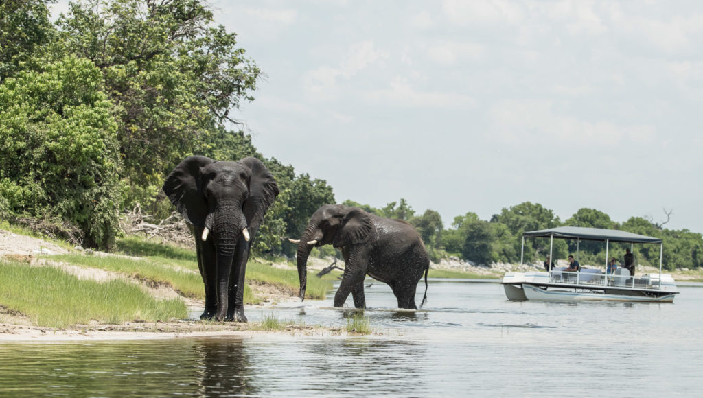 Two bull elephants drink and bathe at the edge of the Chobe River as a Muchenje game-viewing boat passes quietly in the background.