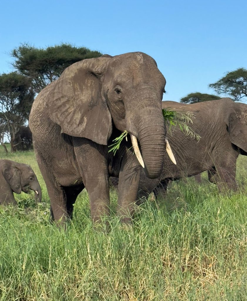 Elephant herds in Tarangire National Park