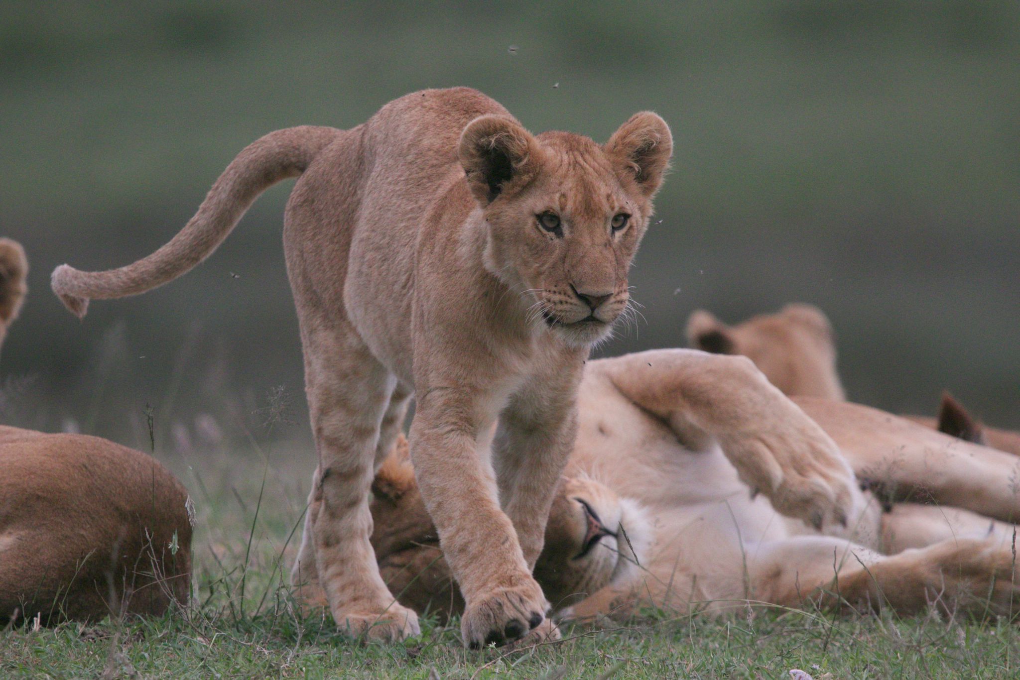 Lion cubs in the Serengeti, seen on a Tanzania safari