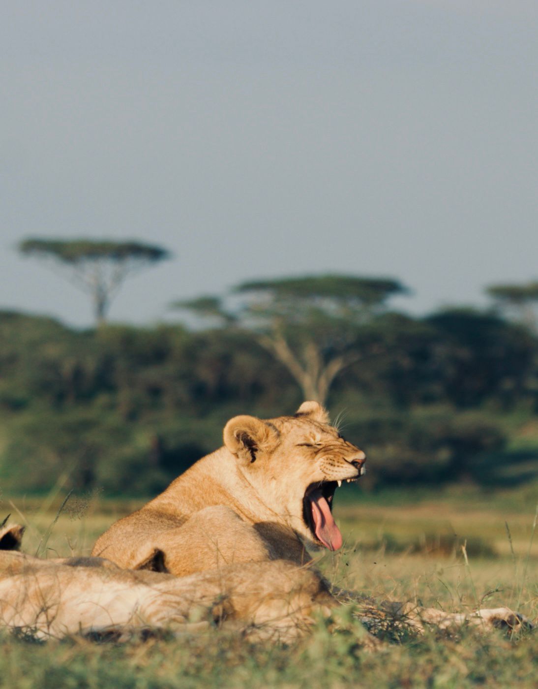 Yawning lioness in the Serengeti, seen on a Tanzania safari