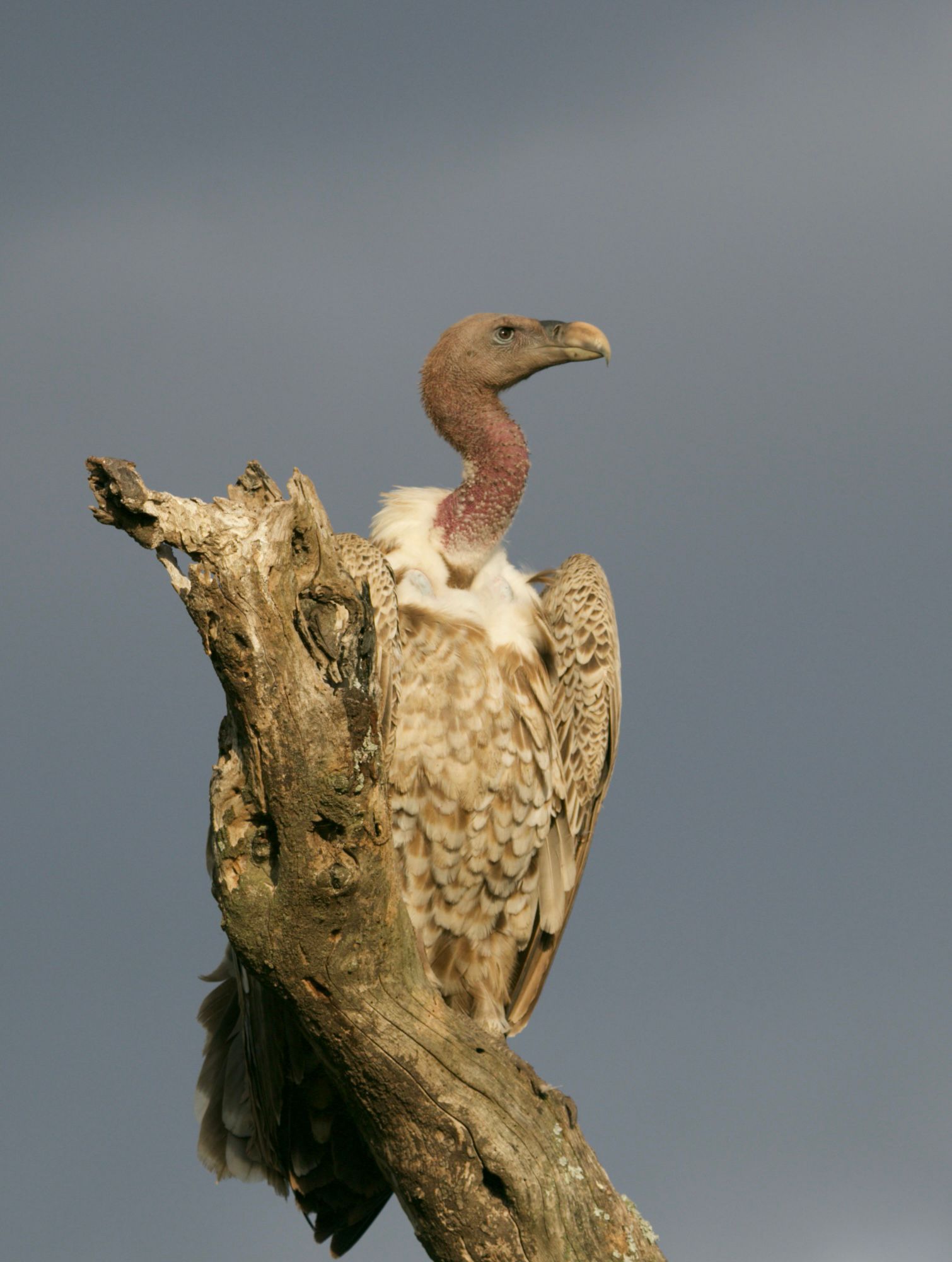 Vulture, Serengeti National Park