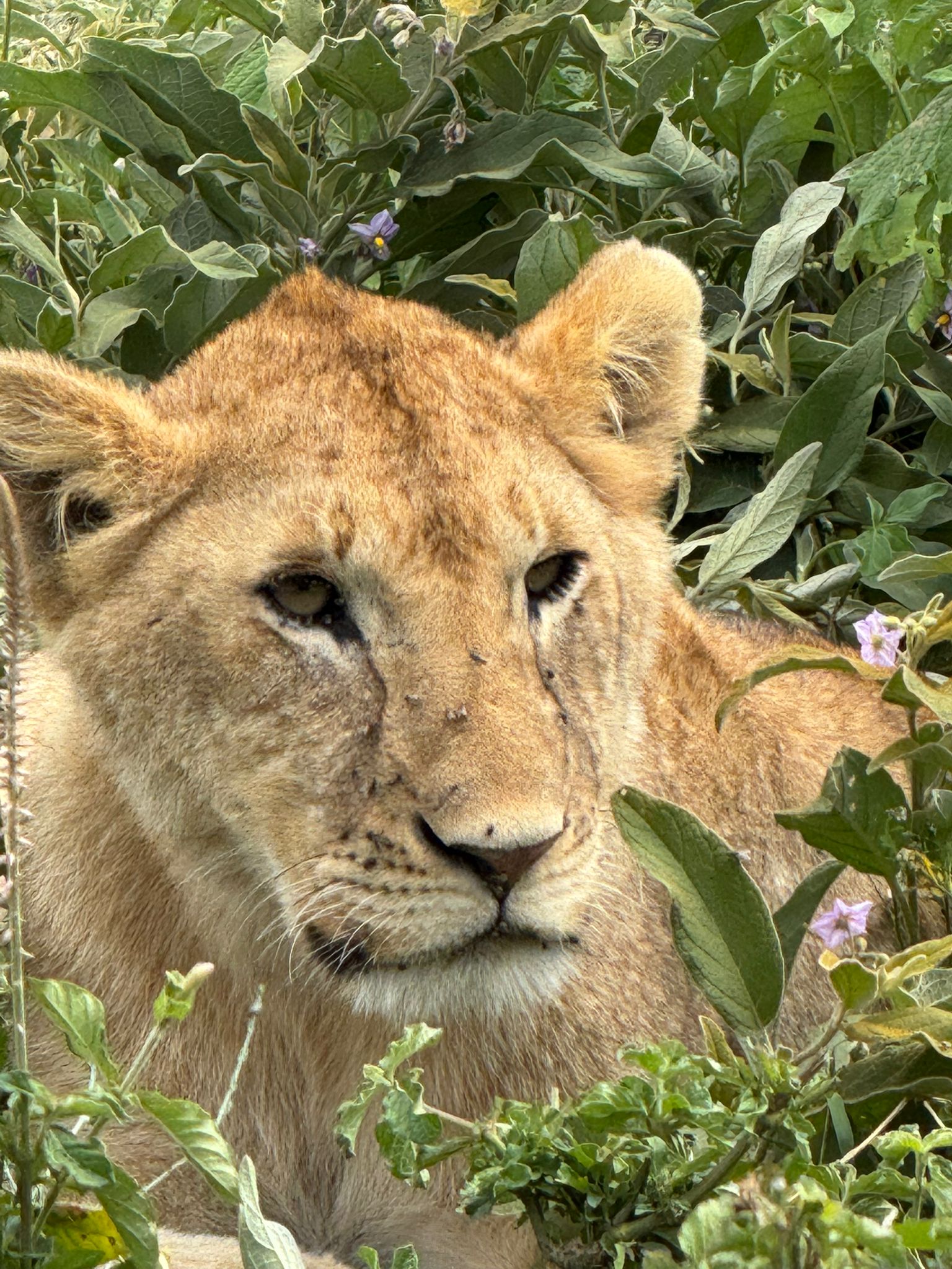 Close up of lioness on the Serengeti