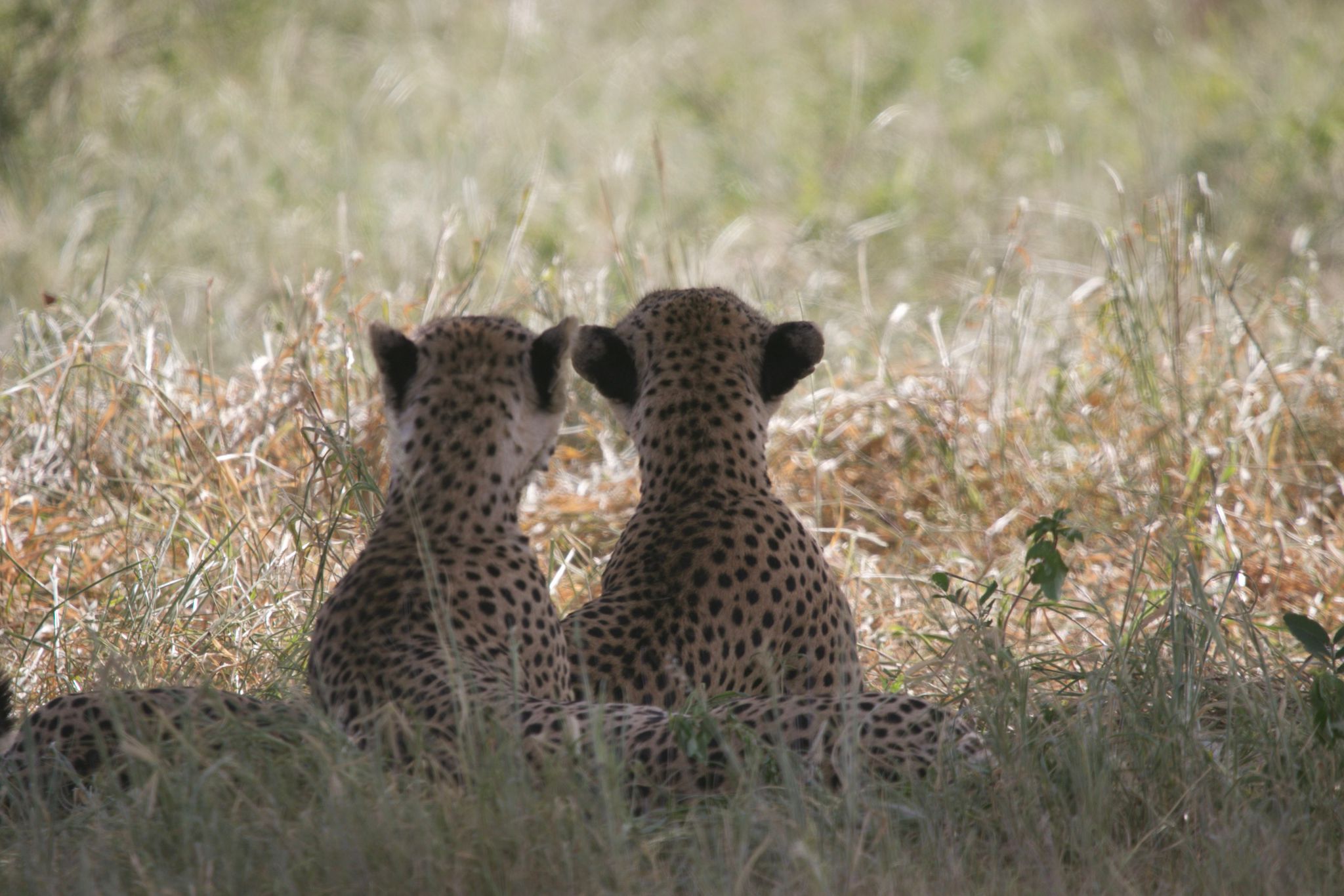 Leopard cubs on the Serengeti