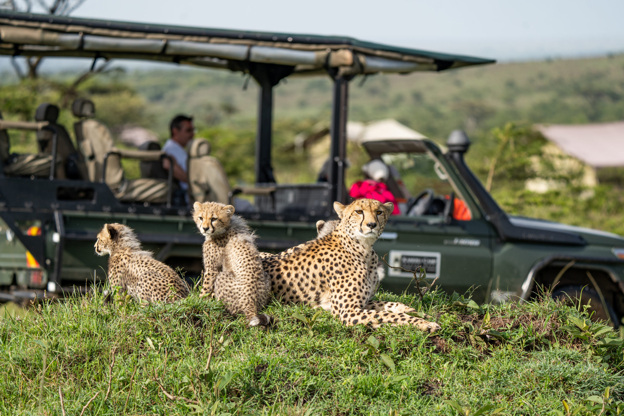 Cheetah mother and three cubs resting on a grassy mound beside an open game drive vehicle, with Kandili Camp's tents behind.