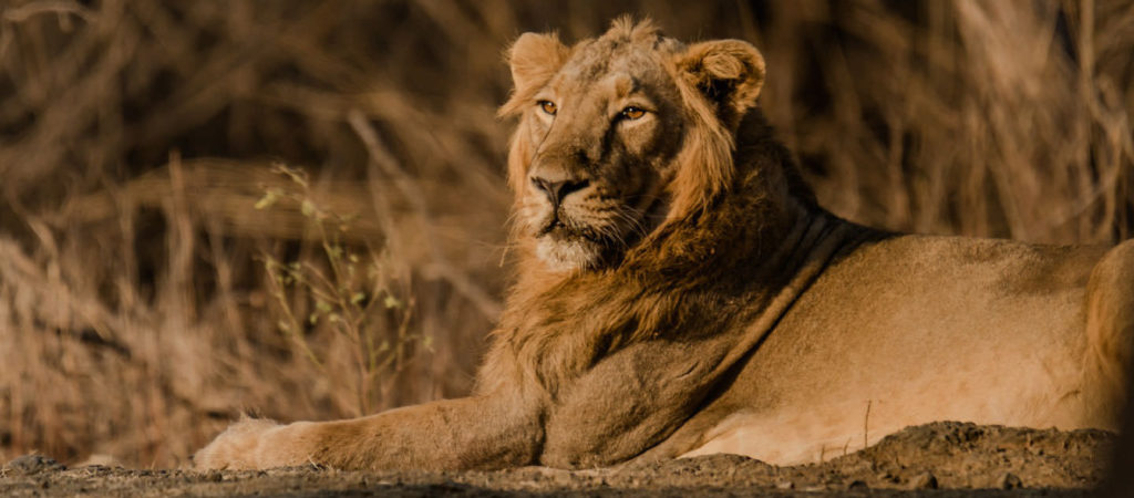 An Asiatic lion resting in dry grassland near Sasan Gir