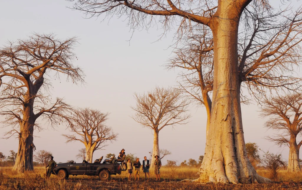 A safari vehicle and small group of guests gather beneath towering baobab trees at dusk, the ancient trunks glowing warm amber in the fading light of the South Luangwa, Zambia.