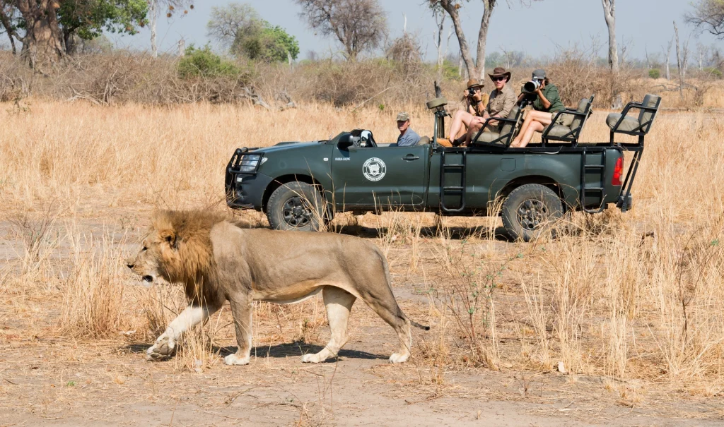 A male lion strides purposefully across dry grassland just metres in front of a Kaingo Camp game-drive vehicle, guests and guide photographing the encounter in the South Luangwa, Zambia.