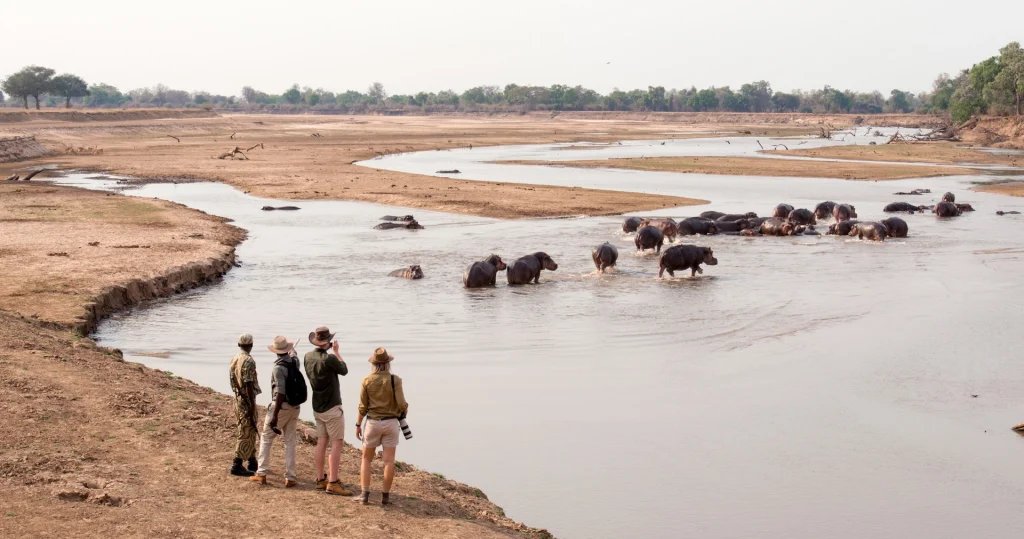 A walking safari group of four, including an armed scout and guide, observe a large pod of hippos wading through a broad shallow channel of the Luangwa River from an elevated sandbank, South Luangwa, Zambia.