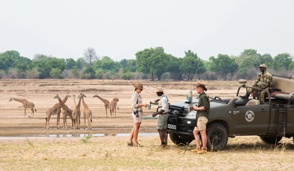 Guests and guides share morning drinks beside a Kaingo-Mwamba bush camp game vehicle on the dry Luangwa riverbed, with a tower of Thornicroft's giraffes drinking at a waterhole in the foreground, South Luangwa National Park, Zambia.