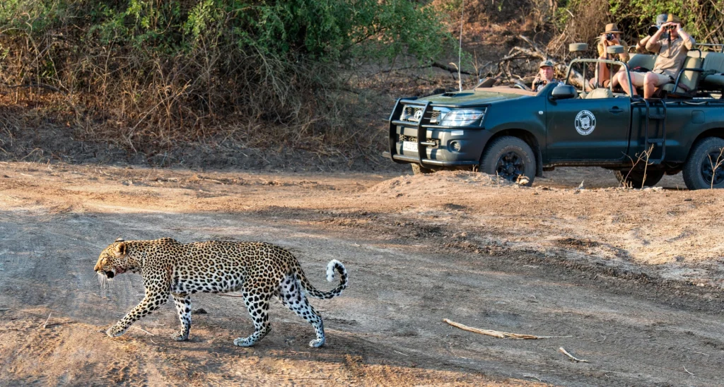 A leopard walks boldly across a dusty track in South Luangwa National Park, passing directly in front of a Kaingo-Mwamba game vehicle, its occupants watching intently through binoculars in the warm afternoon light.