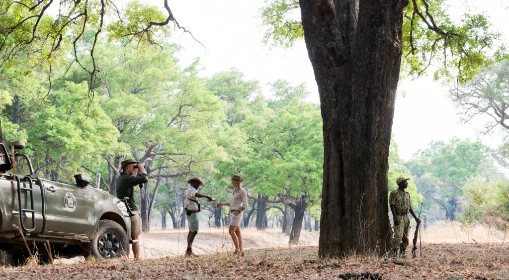 A guide and guest stand beside a Shenton Safaris game vehicle in open miombo woodland, scanning the canopy with binoculars, accompanied by an armed scout leaning against a vast, dark-trunked tree, South Luangwa National Park, Zambia.