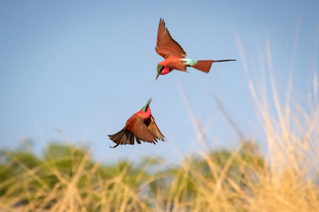 Two southern carmine bee-eaters in vivid crimson and teal plumage photographed mid-flight against a clear blue sky above dry season grasses, South Luangwa, Zambia.