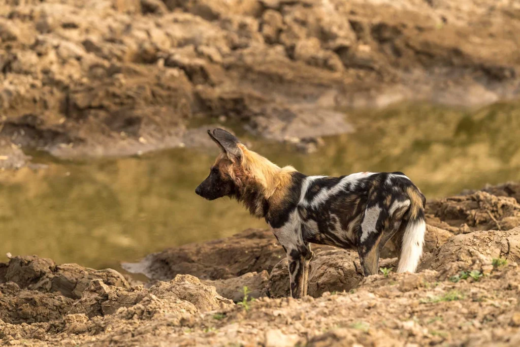 An African wild dog stands alert on a dry, cracked riverbank beside a shallow pool, its mottled black, white and tan coat sharp against the parched earth, South Luangwa, Zambia.