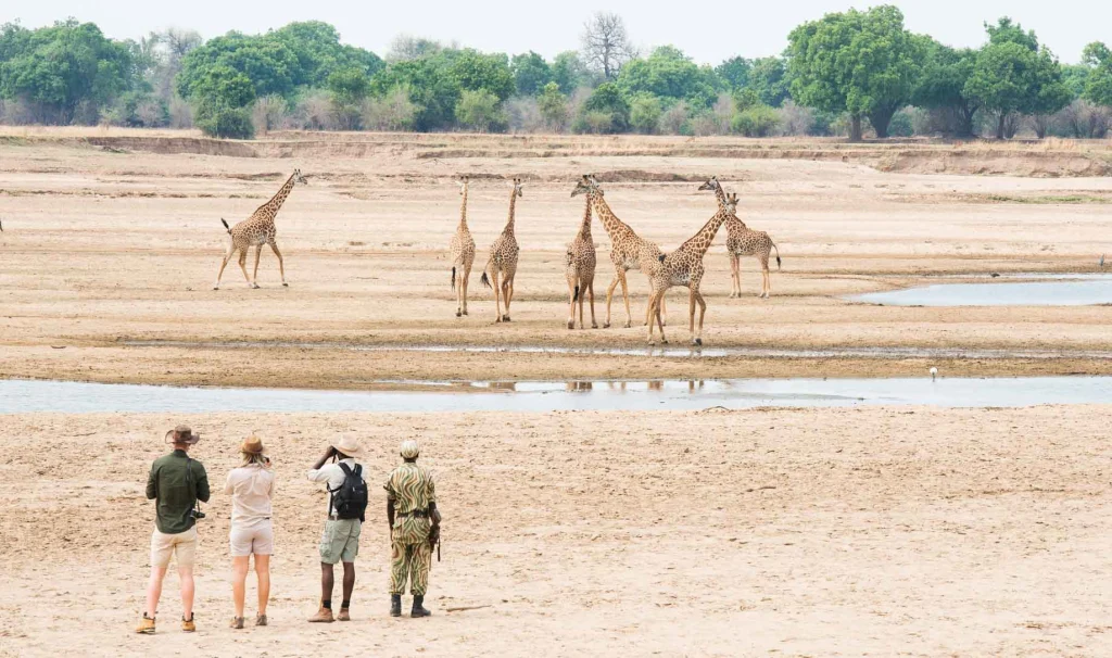 A walking safari guide and three guests observe a tower of giraffes drinking from a shallow river channel on the open floodplain of the South Luangwa, Zambia.