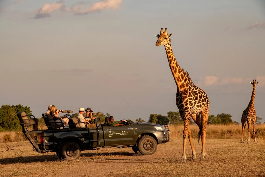 A tall giraffe stands just metres from a Shenton Safaris game-drive vehicle as guests photograph it at close range in the golden late-afternoon light, South Luangwa, Zambia.