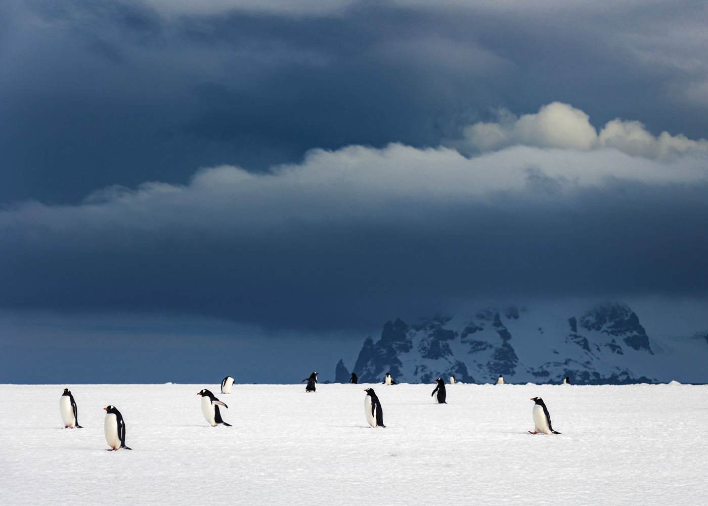 Gentoo penguins making their way to the rookery on Greenwich Island. Half Moon Island in the background, South Shetland Islands, Antarctica