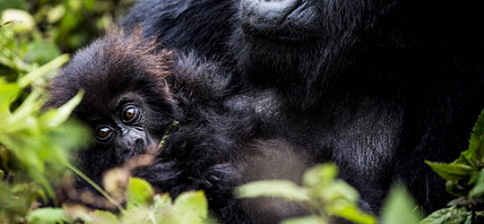 wilderness_gorilla_baby